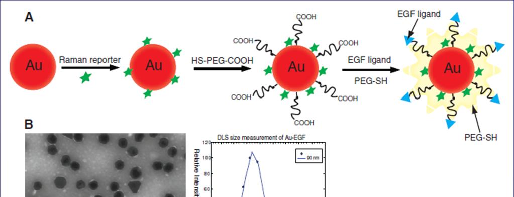 Detection of tumor with nano particle Design of EGF-SERS nanoparticle for labeling and