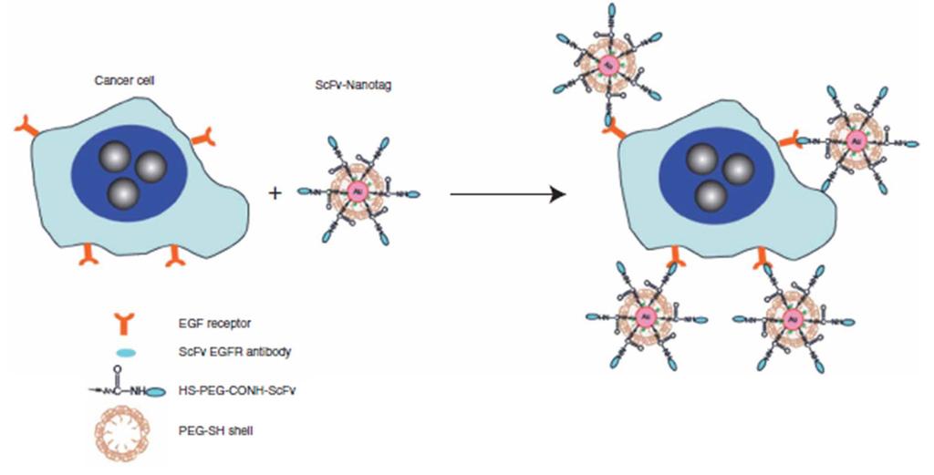 Detection of tumor with nano particle Cancer cell targeting and spectroscopic detection by using antibody-conjugated SERS nanoparticles.