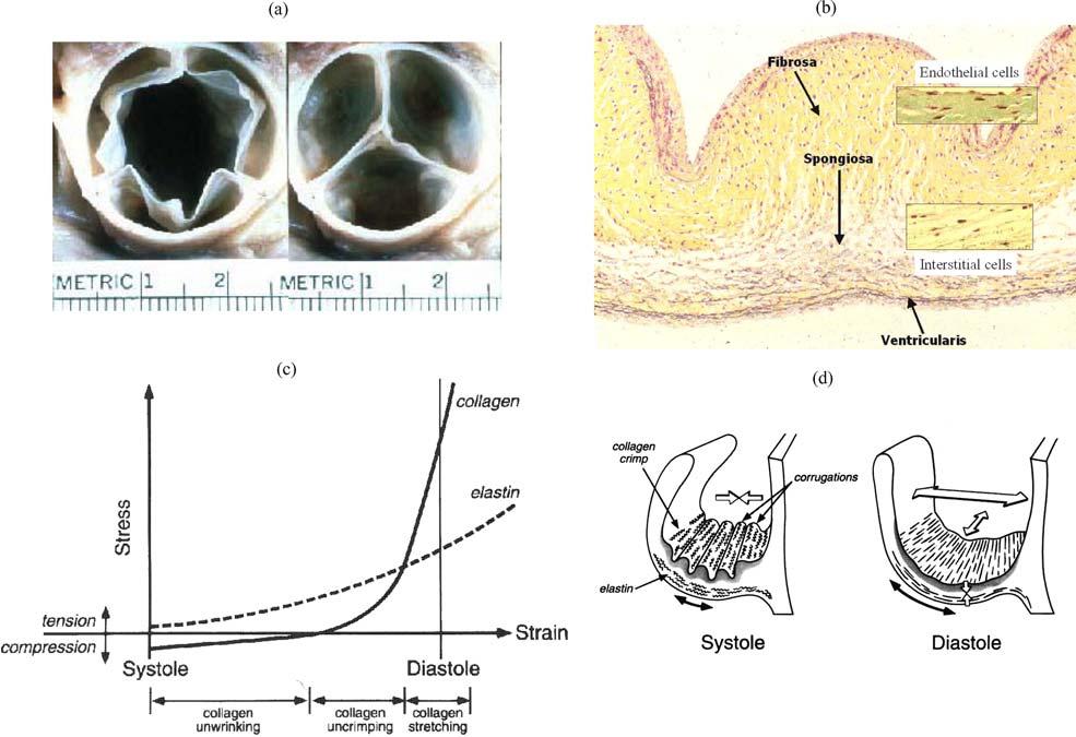 Heart Valve Tissue Engineering 1801 FIGURE 1. Specialized ECM enables dynamic aortic valve function. (a) Photograph of the aortic valve in open and closed position (from the aorta).