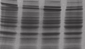 DNA Detection with Ethidium Bromide With a dual-wavelength 302 nm and 365 nm UV transilluminator, images of ethidium bromide-stained DNA gels can be captured in a fraction of a