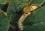 Erecting light traps is one of the key recommendations for managing the red hairy caterpillar in ground nut.