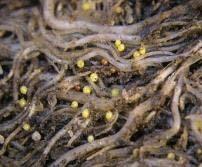 Technology leadership for total nematode control Root infections Non-uniform growth Providing an integrated approach Currently only genetics can provide nematode control Hybrids are partially