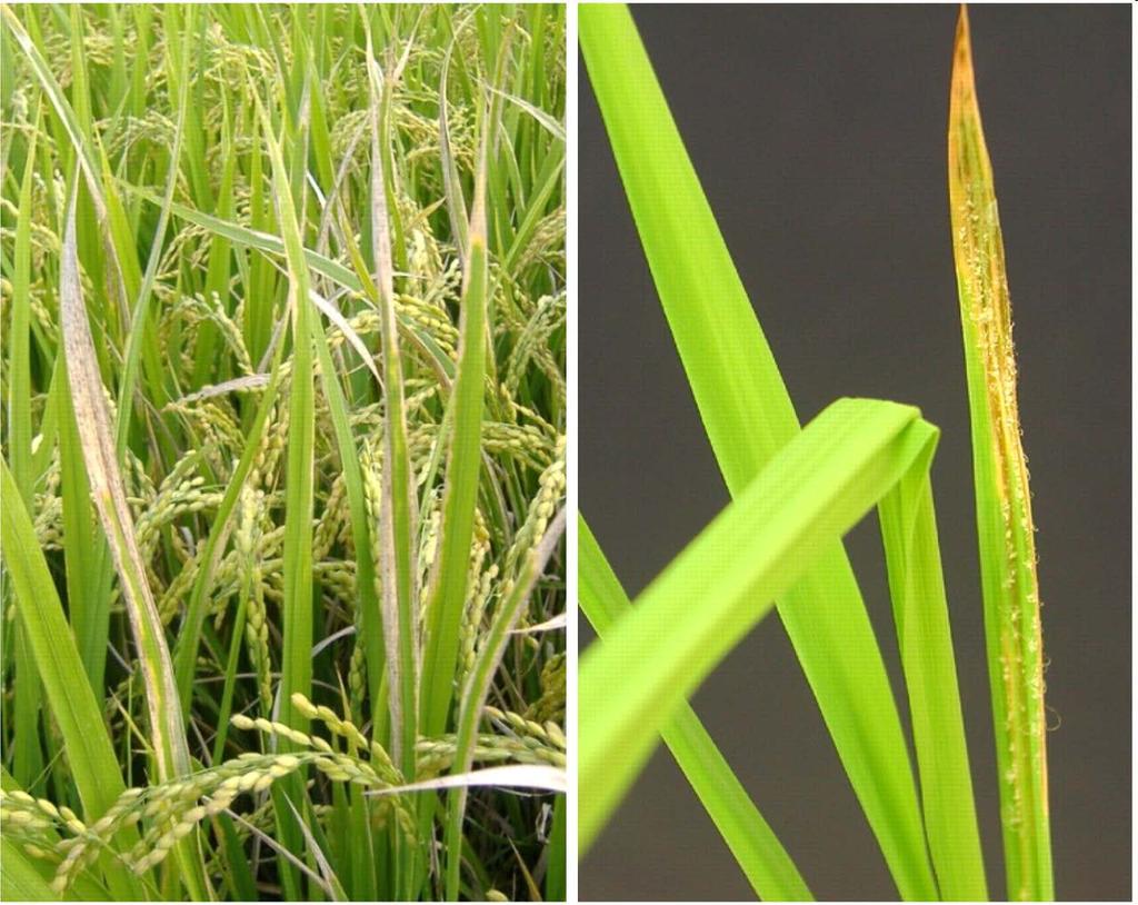 Marker-assisted breeding in rice to protect it against bacterial blight and blast