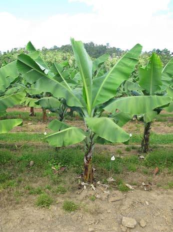 Bananas are the world s most important fruit crop: the staple food of Uganda Key dietary component in nearly all countries in the wet tropics Source of fibre,