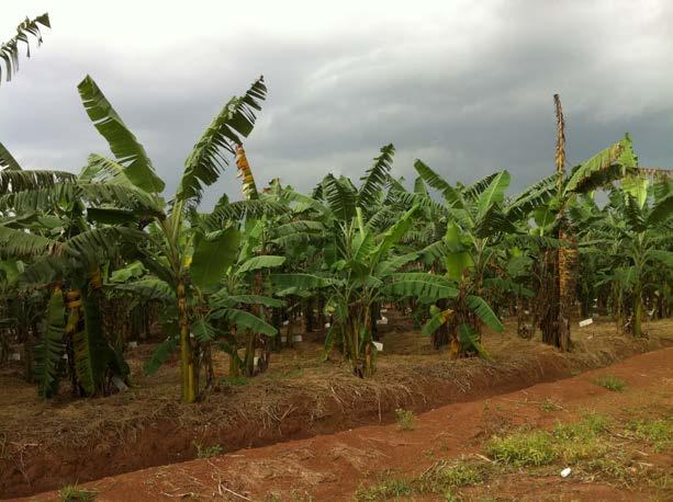 Ugandan Banana Biofortification