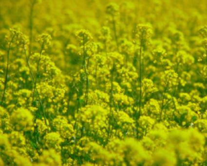 GE Soybean 93% of 2012 acreage (Herbicide