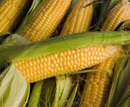 2010 acreage Source: USDA-ERS, 2012 GE Corn 88%