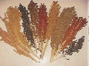 Why Was Sorghum a Target?
