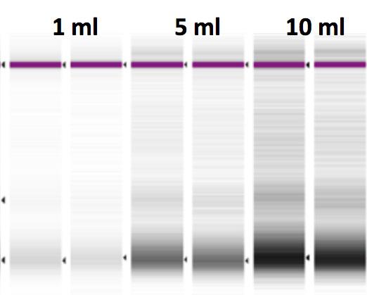 Reliable & Efficient Recovery of Cell-free DNA (up to 10 ml) Plasma/Serum 2 R 2 =0.99 (36yr F serum) R 2 =0.99 (36yr F plasma) [bp] R 2 =0.97 (58yr F serum) cfdna [ng/µl] R 2 =0.