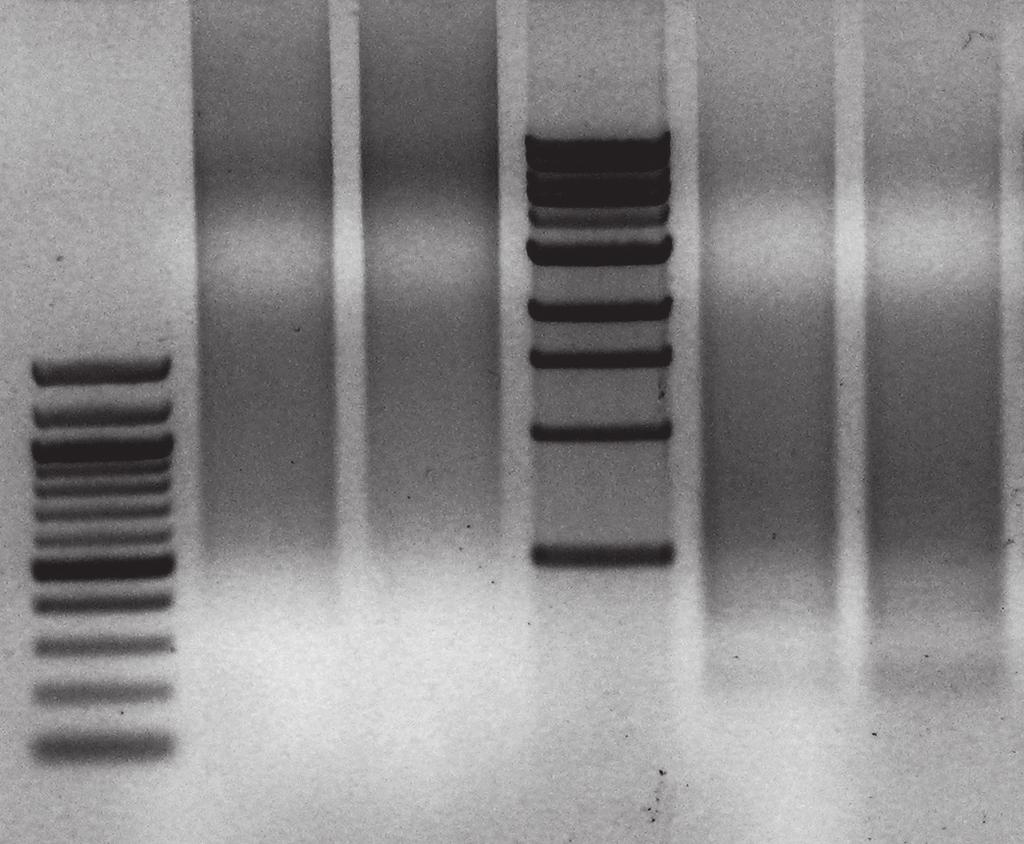 isolated using Zymo and Supplier Q procedures were used for real time PCR analysis.