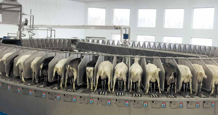 The Best Rotary Automation Solution For Sheep and Goats Afimilk's unique rotary solution enables the modernization of large sheep and goat operations; and includes the four key technological elements