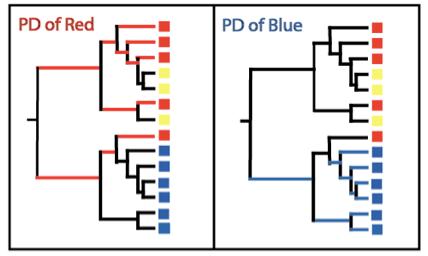 PhylogeneZc Diversity (PD): a qualitazve, phylogenezc α- diversity metric Sum of branch length covered by