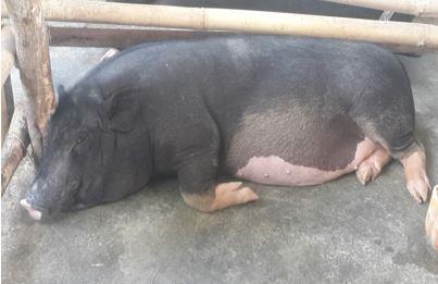 It has happened in Bali in 2012-2013 when pigs from Java flooded Bali that the price of pigs in Bali became very cheap; IDR 12,000-16,000/kg alive.