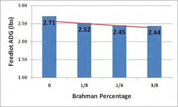 Effect of Brahman Percentage on Feedlot ADG As Brahman