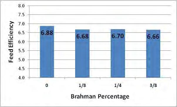 Effect of Brahman Percentage on Feed
