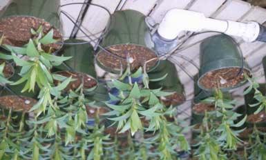 Irrigation Importance Irrigation is one of the most important practice in greenhouse production Incorrect/poor irrigation ALWAYS has undesirable consequences:» obvious: plant death, tissue damage»