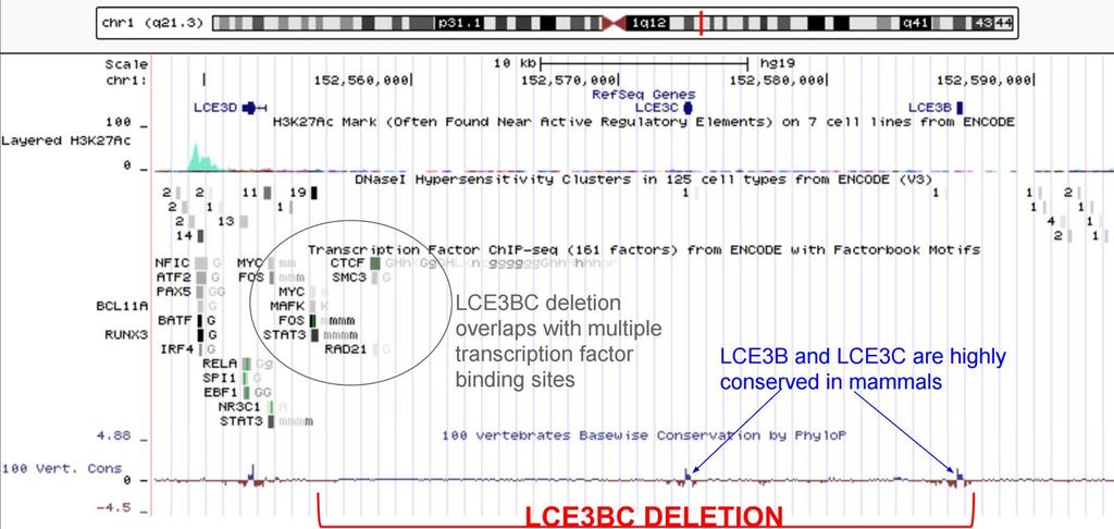 Figure S8. The regulatory potential in the LCE3BC haplotype block. The UCSC genome browser screenshot depicts the chromosomal location of the LCE3BC deletion (red bracket).