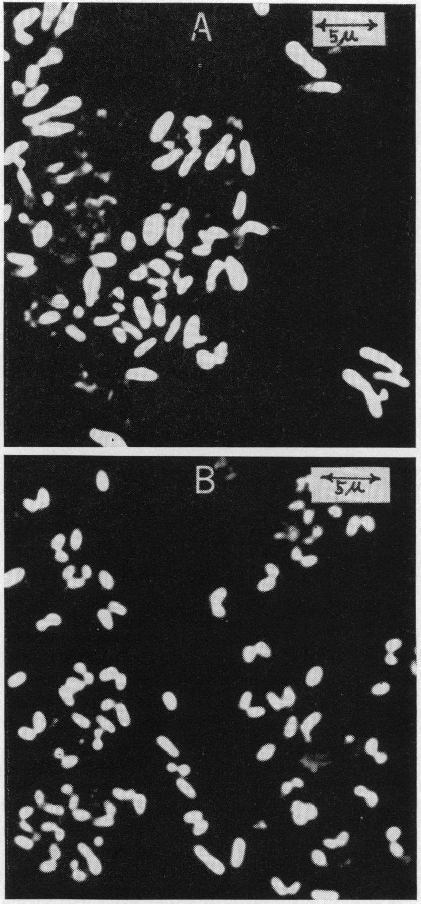 VOL. 16, 1968 ACCUMULATION OF 5'-INOSINIC ACID 985 10-20 U- w Ui IC 5- t a 10-00 -0 CJ a 0 10 20 30 40 50 Mn pg/liter ( added ) FIG. 5. ffect ofmanganese ion in the basal accumulation medium.