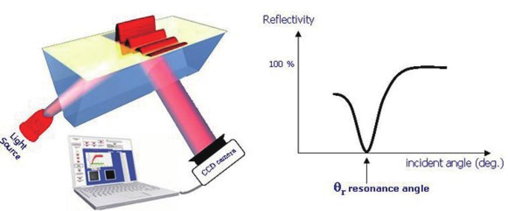 Technical Reports Figure 1 The Dip of Reflectivity in the Plasmon Curve. The intensity of the reflected light reaches a minimum at the resonance angle. of the gold layer.
