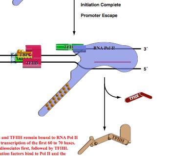 TFIIA TFIIE TFIIH Open Complex hosphorylation of CTD of ol II by TFIIH and/or Other