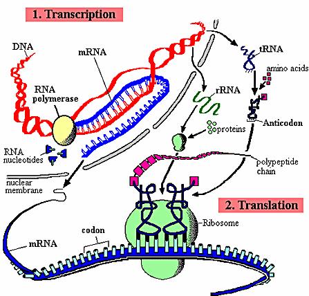 RNA Protein