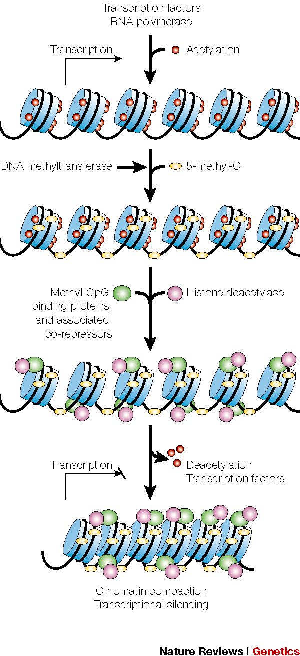 1. Genomic Level Control Transcription Transcription Factors RNA Pol Acetylation Association between CpG methylation and histone acetylations DNA Methyltransferase 5-methyl-C 1.