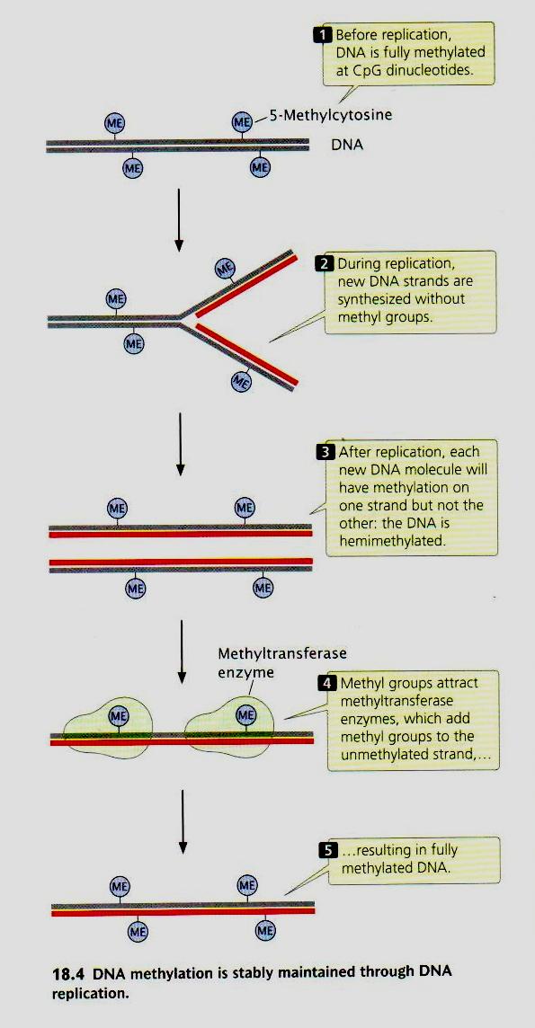 1. Genomic Level Control Epigenetic Inheritance?