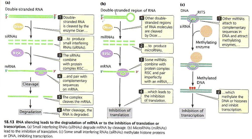 4. Translational Level Control : RNAi Mechanisms 1. RNA Cleavage 2. Inhibition of Translation 3.