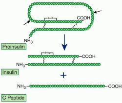 5. Post-Translational Processing These mechanisms act after the protein has been produced 1. Protein cleavage and/or splicing.