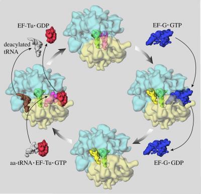 The ribosomes "read" the in the 5' to 3' direction. https://www.rpi.