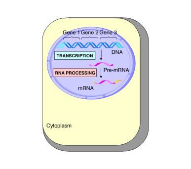 Termination of Translation Termination occurs when a stop codon in the reaches the A site of the ribosome The A site