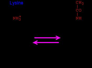 LOOSEN THE DNA BY HISTONE ACETYLATION Attachment of an