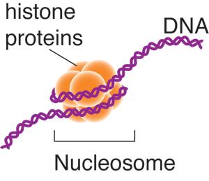 HISTONE/NUCLEOSOME Positively charged amino acids on