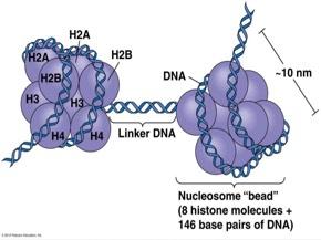DNA in Eukaryotes -Located in the nucleus -Highly compact due to it s association with histones (proteins) and it s formation of nucleosomes