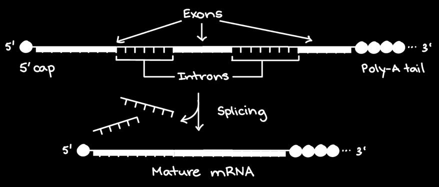 Introns and Exons Introns are removed by
