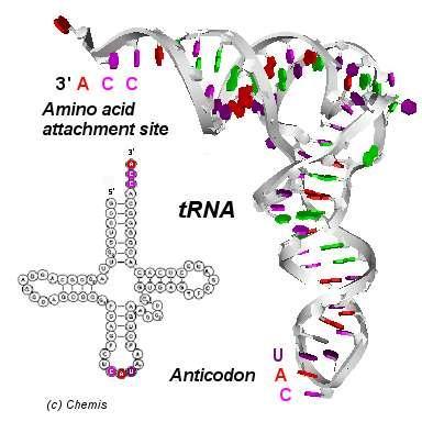 Transfer RNA (trna) is the interpreter between the 2 forms of