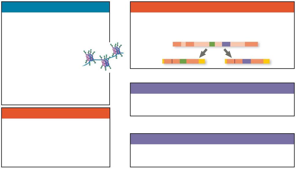 Figure 15.UN08-2 Chromatin modification Genes in highly compacted chromatin are generally not transcribed. Histone acetylation seems to loosen chromatin structure, enhancing transcription.