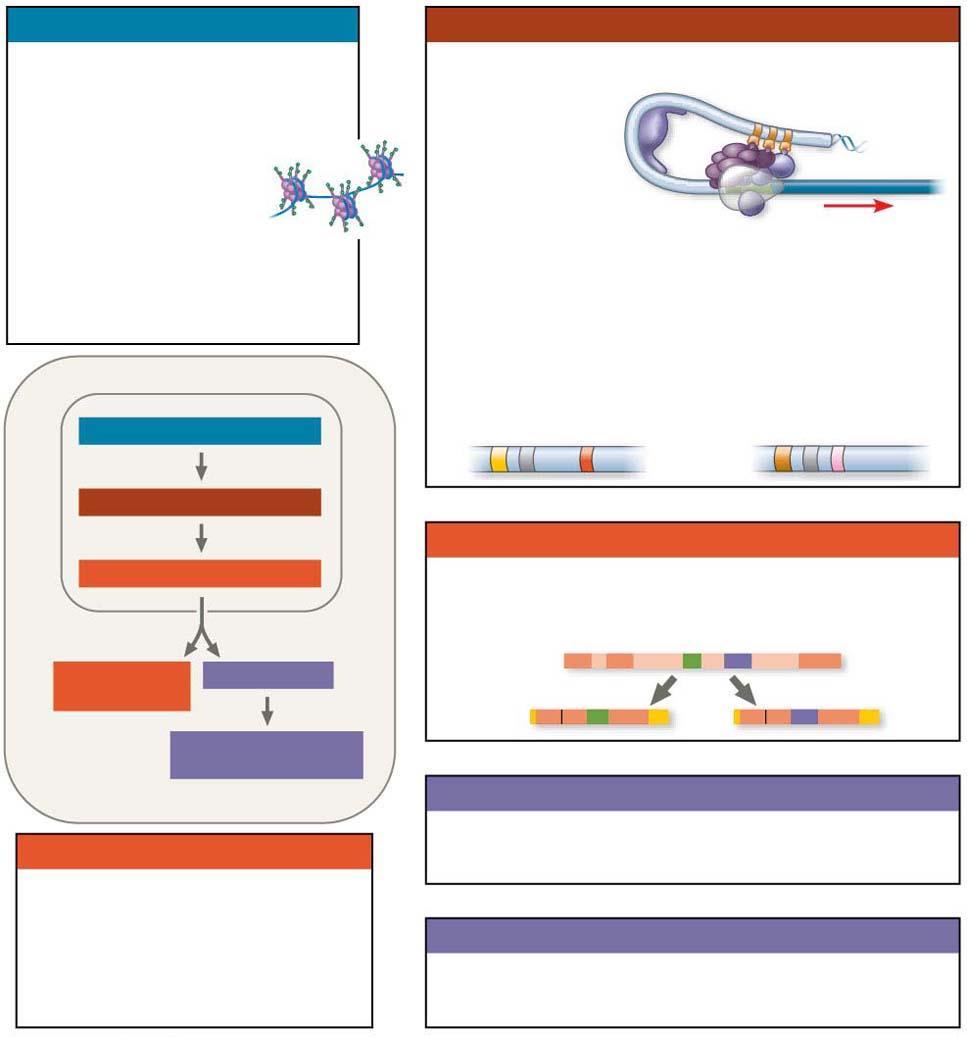Figure 15.UN08 Chromatin modification Genes in highly compacted chromatin are generally not transcribed. Histone acetylation seems to loosen chromatin structure, enhancing transcription.