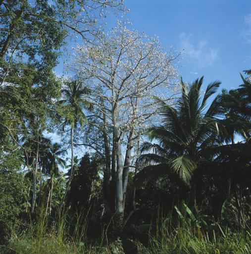conservation of an island biodiversity hotspot Activity 15 Area C: Lowland Tropical Rainforest South The southern region of the lowland tropical rainforest is the most biodiverse on the island.