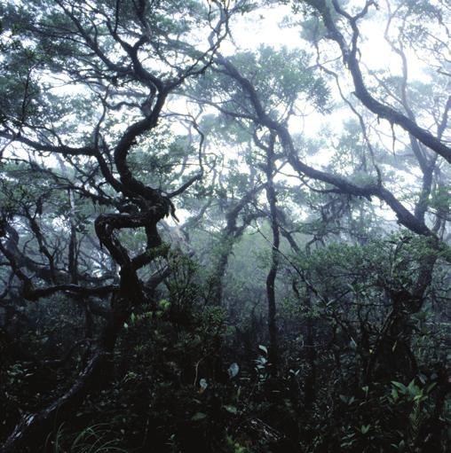 Science & Global Issues/Biology evolution Area D: Tropical Montane Cloud Forest The tropical montane cloud forest ecosystem plays an important role in the water cycle and climate on the island.