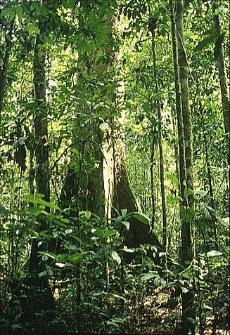 Conservation Focus Overall thematic focus on forest formations particularly, dipterocarp forests and mangrove forests.