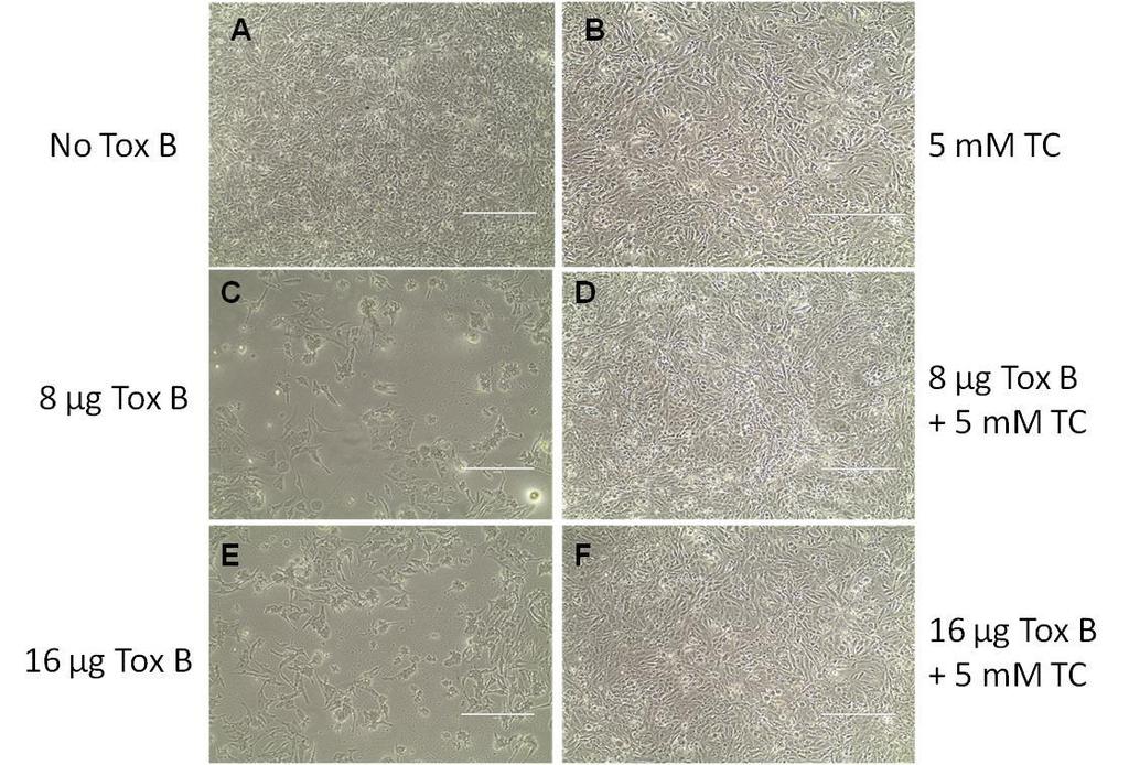 Figure 4.1: Effect of C. difficile toxin B and taurocholate on Caco-2 Cells.