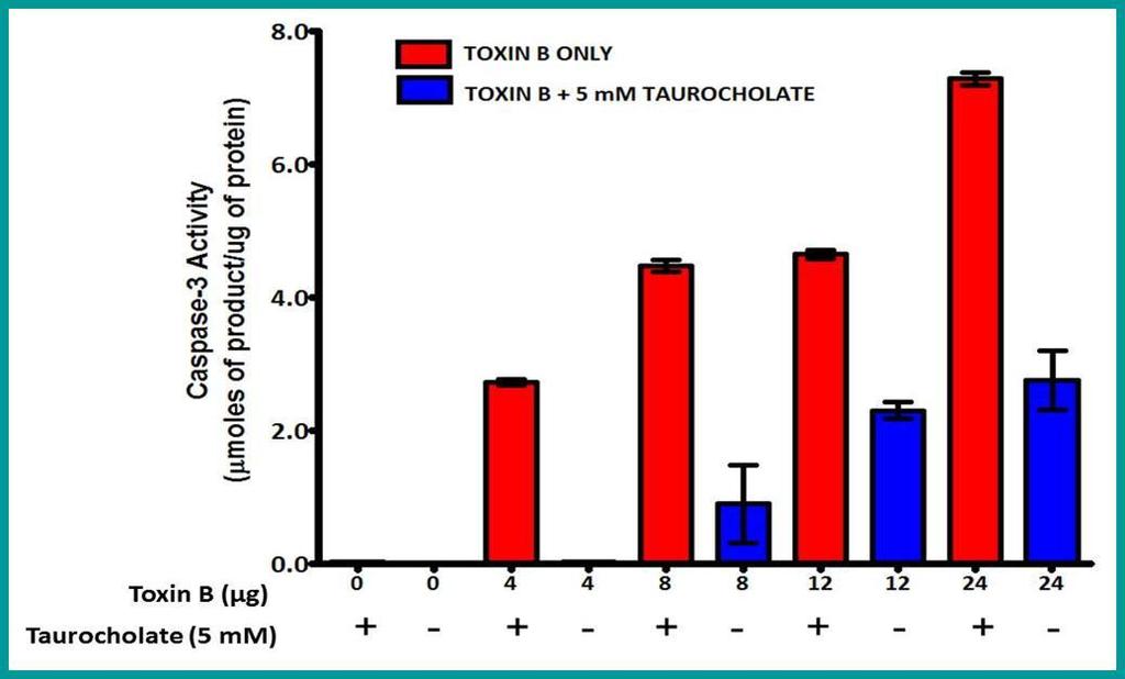 Figure 4.2: Effect of C. difficile toxin B and taurocholate on caspase-3 activity in Caco-2 cells.