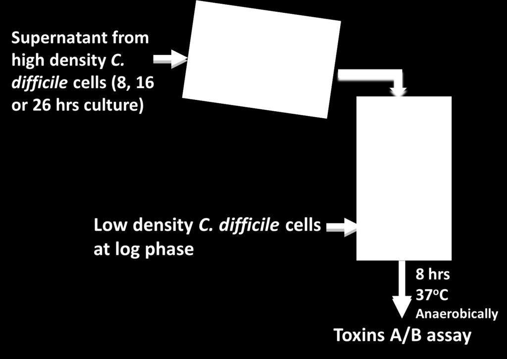 Figure 5.1: The C. difficile quorum signaling bioassay. Low density C.
