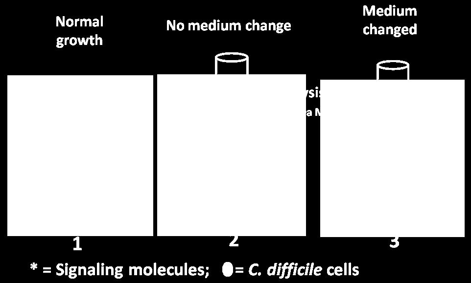 Figure 5.2: Effect of cell density on induction of toxin synthesis in C. difficile. An artificially high cell density was created by growing the cells in 12-kDa MWCO dialysis membranes.