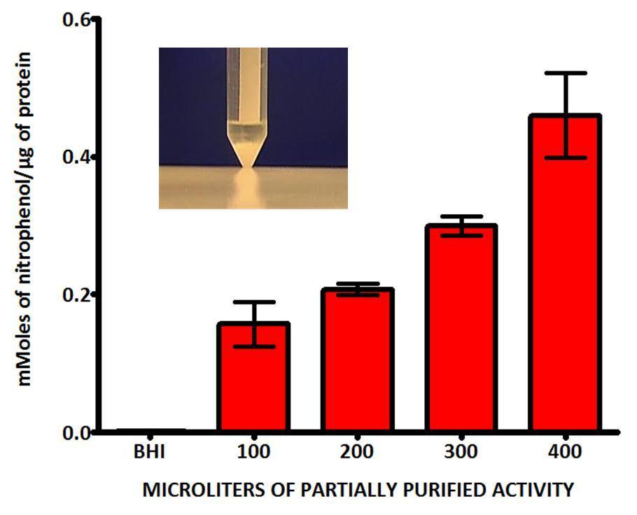 Figure 5.10: Effect of the partially purified inducing activity on C. difficile toxin synthesis. Different amounts of the partially purified toxin-inducing activity were added to tester C.