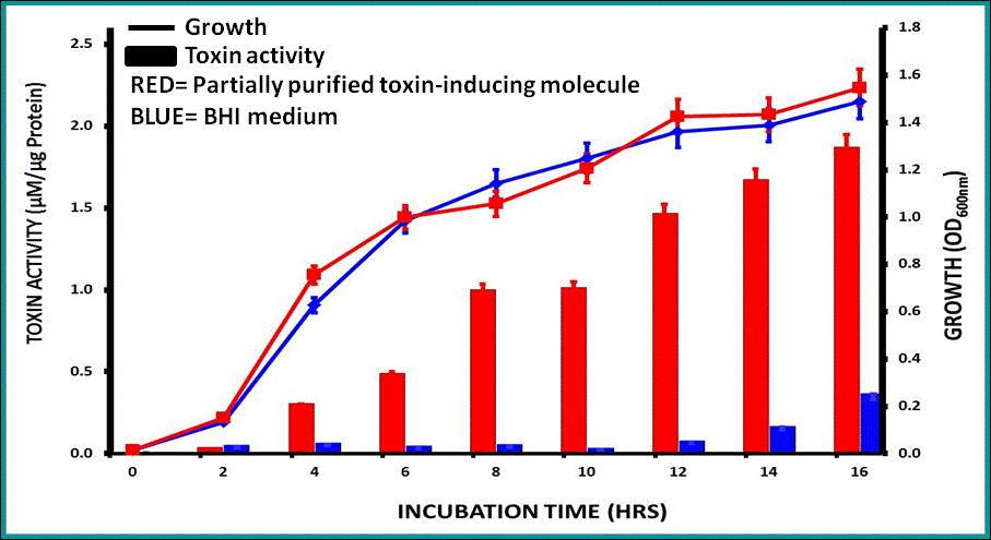 Figure 5.11: C. difficile growth and toxin production in the presence of the partially purified toxin-inducing activity.