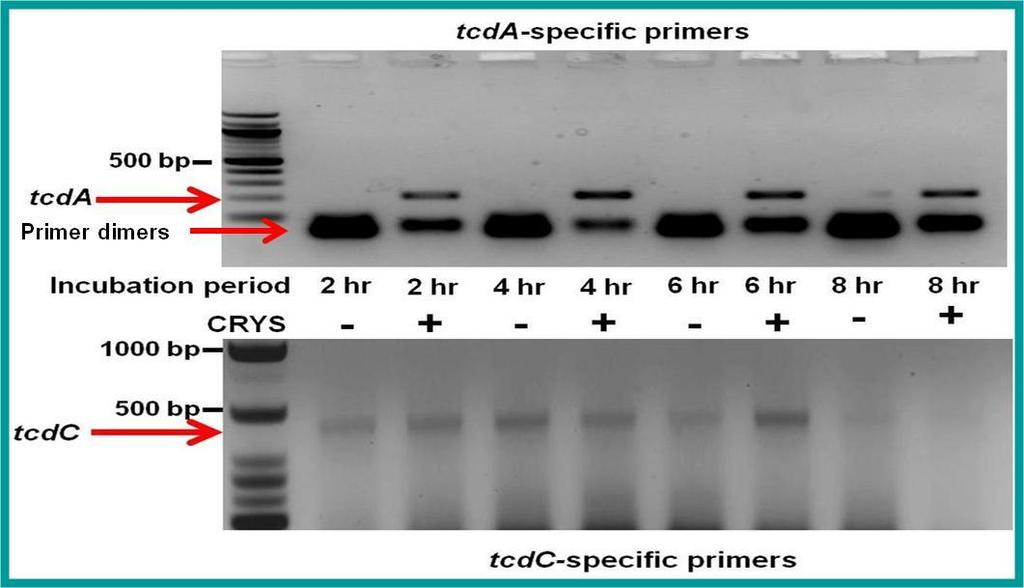 Figure 5.12: Toxin-inducing activity stimulates premature transcription of tcda.