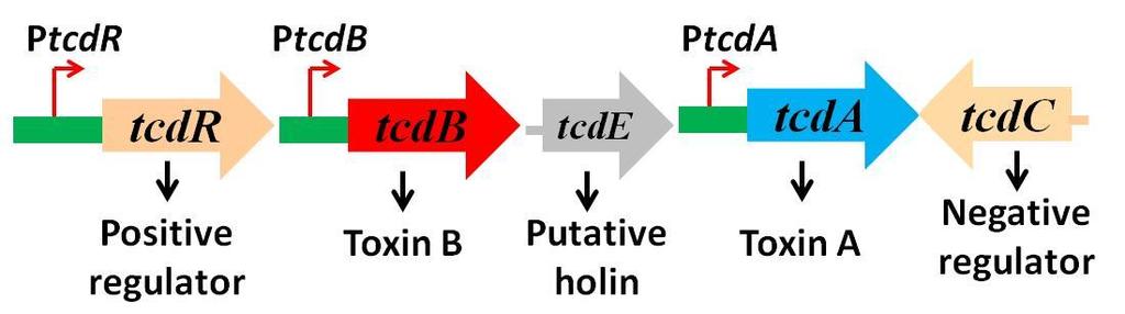 Figure 1.3: The pathogenicity locus of C. difficile. The tcda and tcdb genes encode toxins A and B, respectively.