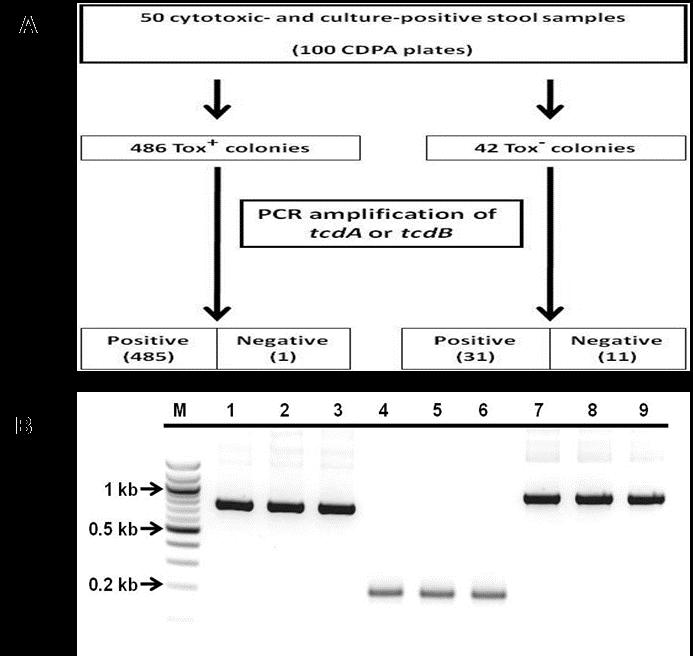 FIGURE 3.2: Schematic representation of the analysis of 50 cytotoxic- and CDPApositive stool samples. A.